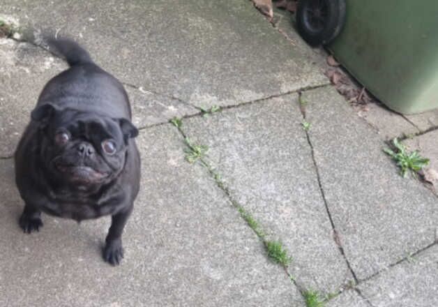 Kennel Club Registered Pug Puppies For Sale