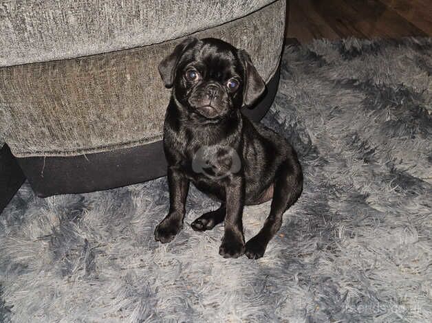 Female pug puppie for sale in Middleton, Argyll and Bute