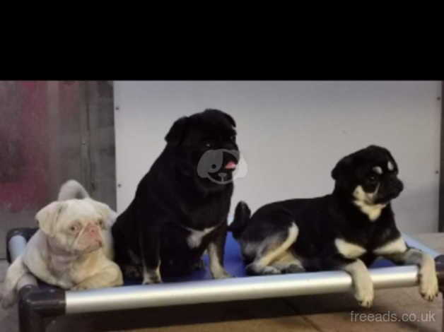 Female pug puppie for sale in Middleton, Argyll and Bute - Image 5