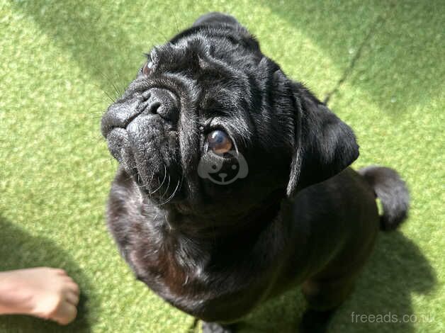 Female pug puppy for sale in Gainsborough, Lincolnshire