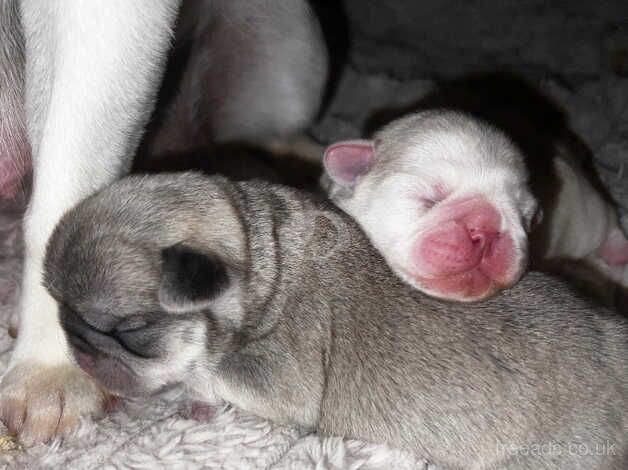 Pugs for sale in Falmouth, Cornwall