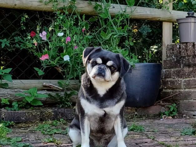 FLUFFY PUG STUD LILAC FLUFFY PRODUCER for sale in Halstead, Leicestershire - Image 4