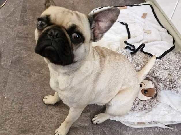 Frenchie x pug for sale in Bristol - Image 2