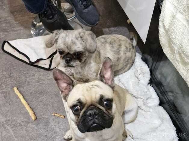 Frenchie x pug for sale in Bristol - Image 3