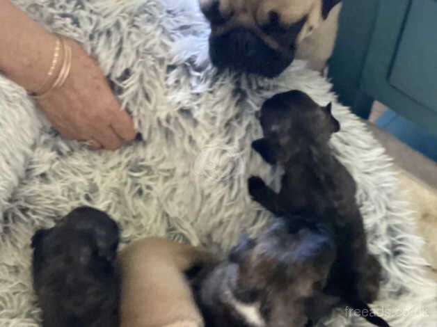 Frug Puppies for sale in Margate, Kent - Image 4