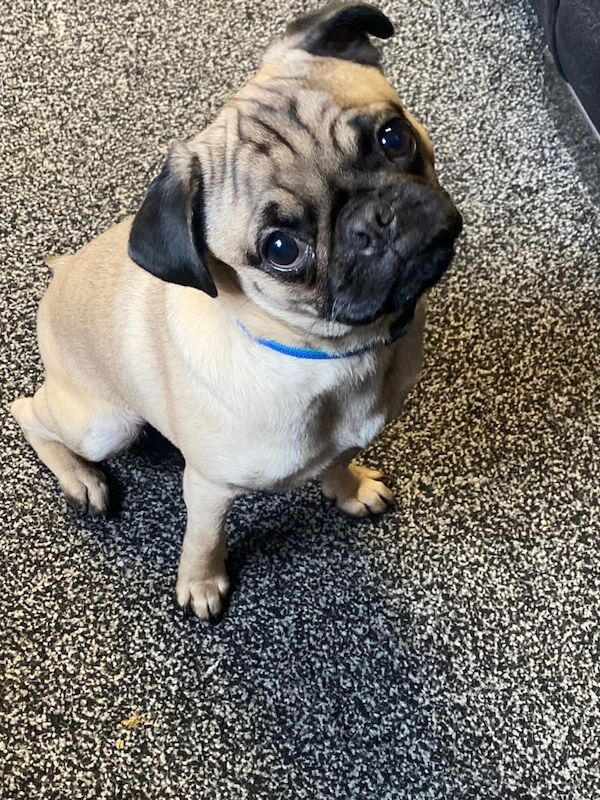 Pug Puppies For Sale