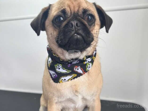 Fudge the pug,male, 8 months old for sale in South Molton, Devon - Image 1