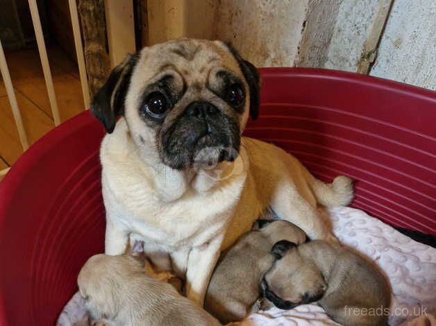 Full Pedigree Pug puppies for sale in Rossendale, Lancashire