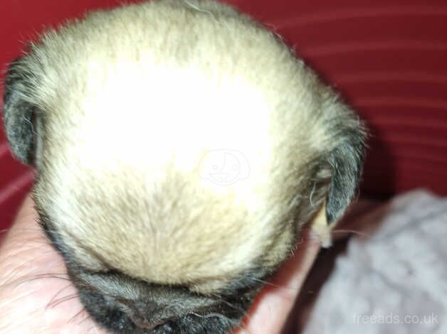 Full Pedigree Pug puppies for sale in Rossendale, Lancashire - Image 2