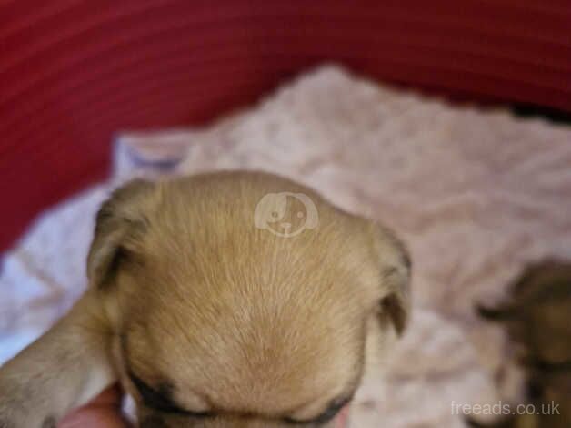 Full Pedigree Pug puppies for sale in Rossendale, Lancashire - Image 4