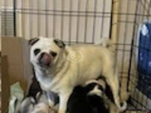 Full Pedigree Pug Puppies *ready in 2 weeks* for sale in Duns, Scottish Borders