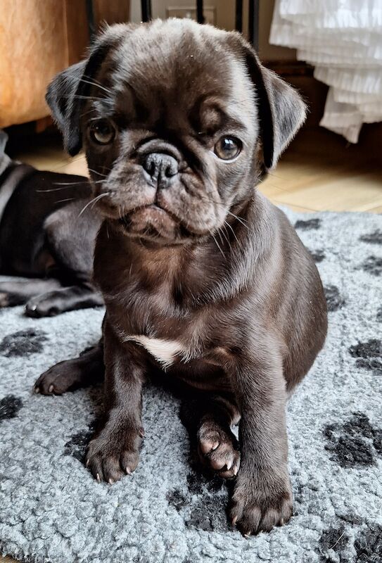 Chocolate pug shop puppies