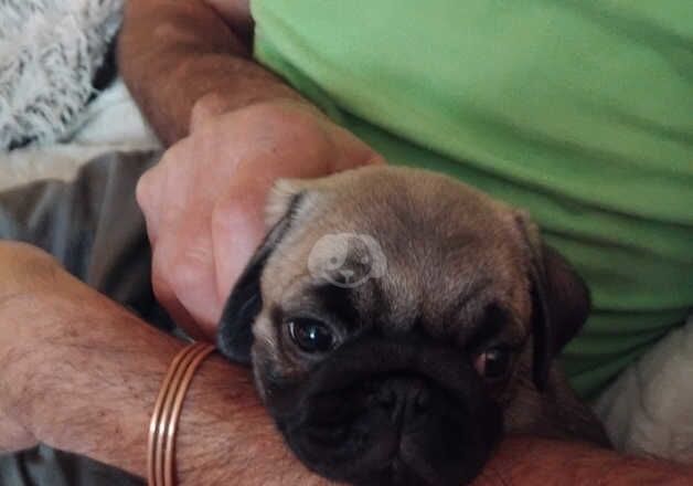 Pug Puppies for sale