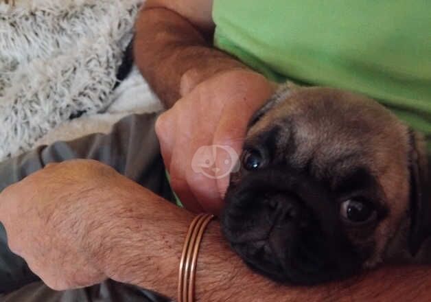 Girl pug 8 weeks old for sale in Daventry, Northamptonshire - Image 5