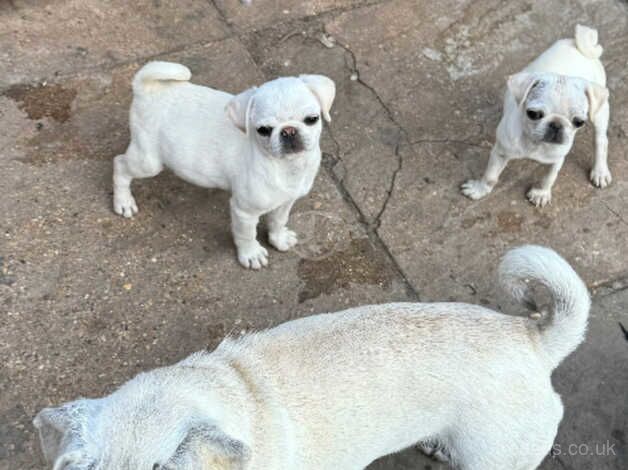 Girl pugs for sale in Spalding, Lincolnshire - Image 2