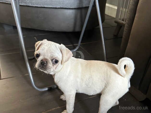 Girl pugs for sale in Spalding, Lincolnshire - Image 3