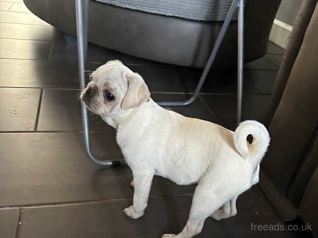 Girl pugs for sale in Spalding, Lincolnshire - Image 5