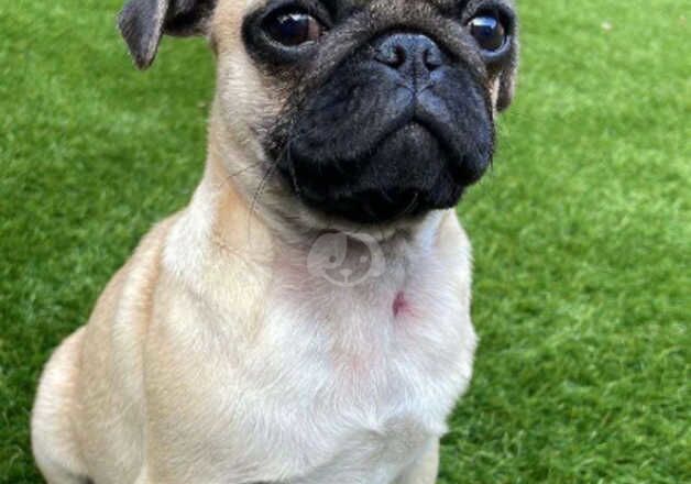 Gorgeous fawn boy pug for sale in Castleford, West Yorkshire