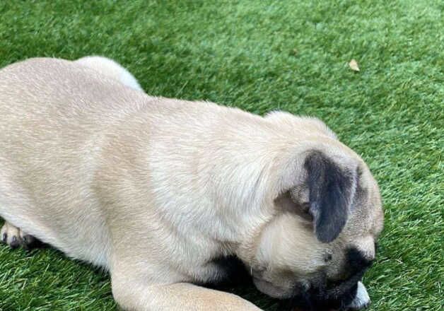 Gorgeous fawn boy pug for sale in Castleford, West Yorkshire - Image 2