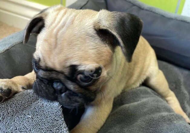 Gorgeous fawn boy pug for sale in Castleford, West Yorkshire - Image 3