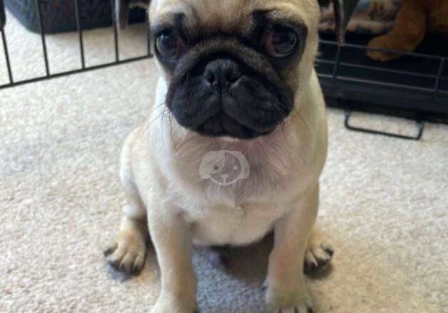 Gorgeous fawn boy pug for sale in Castleford, West Yorkshire - Image 4