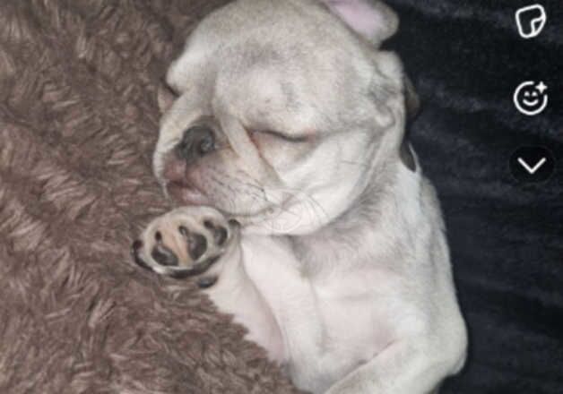 Gorgeous male pug for sale in Merthyr Tydfil, Merthyr Tydfil