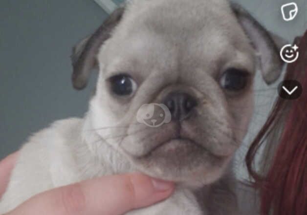 Gorgeous male pug for sale in Merthyr Tydfil, Merthyr Tydfil - Image 2