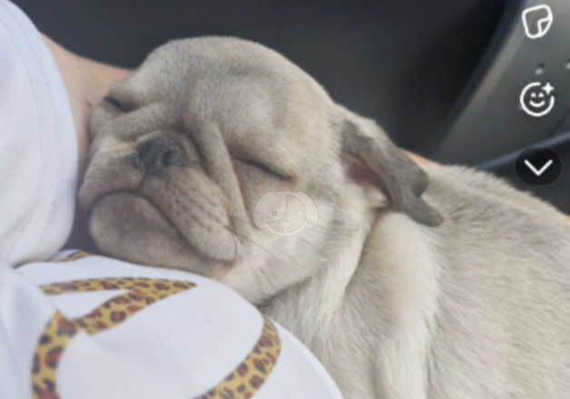 Gorgeous male pug for sale in Merthyr Tydfil, Merthyr Tydfil - Image 3