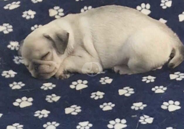 Gorgeous male pug for sale in Merthyr Tydfil, Merthyr Tydfil - Image 4