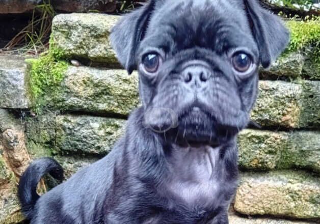 Gorgeous male pug for sale in Bordon, Hampshire