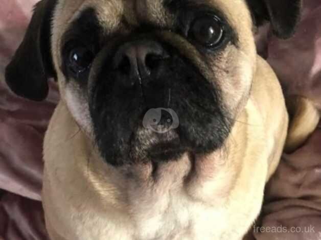 Gorgeous pug for rehoming for sale in Melksham, Wiltshire