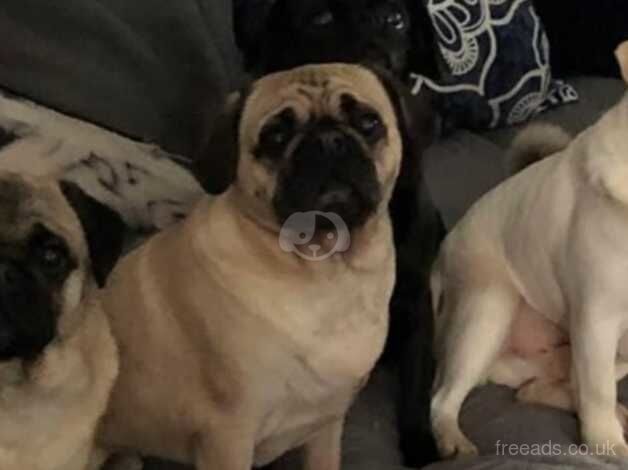 Gorgeous pug for rehoming for sale in Melksham, Wiltshire - Image 2