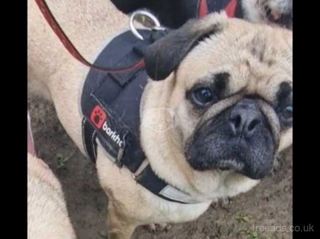 Gorgeous pug for rehoming for sale in Melksham, Wiltshire - Image 3