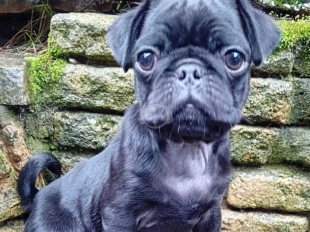 Gorgeous pug male for sale in Bordon, Hampshire - Image 1