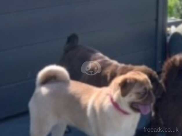 Gorgeous Pug Puppies for sale in Wisbech, Norfolk - Image 2