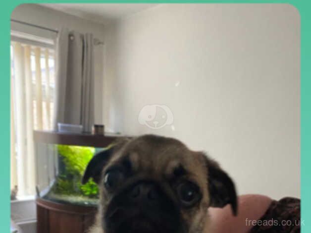 Gorgeous Pug Puppy for sale in Wigan, Greater Manchester