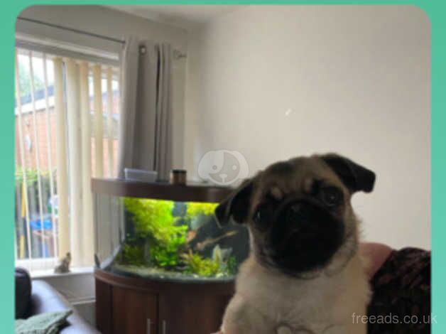 Gorgeous Pug Puppy for sale in Wigan, Greater Manchester - Image 2