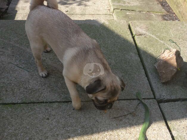 Gorgeous Pug Puppy for sale in Wigan, Greater Manchester - Image 3