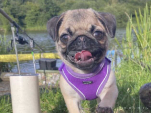 Gorgeous Pug Puppy for sale in Wigan, Greater Manchester - Image 5