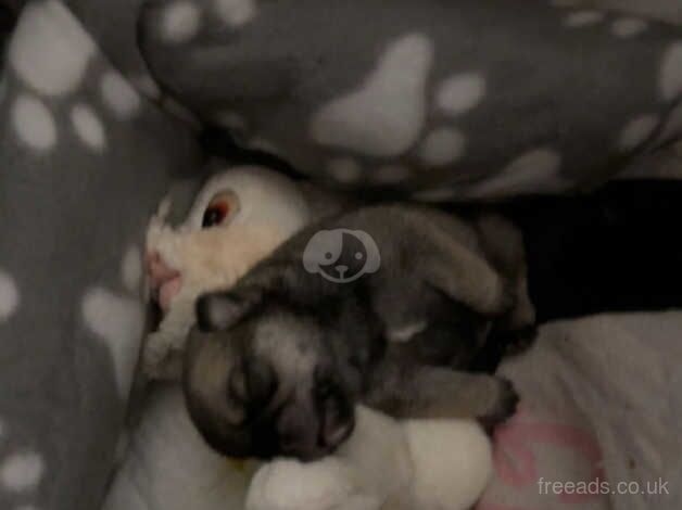 Hand reared Pugs for sale in Buckfastleigh, Devon - Image 2