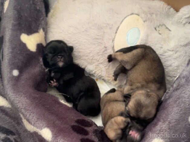 KC Registered Pug Puppies for sale in Devon