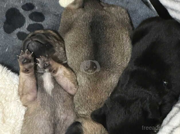 Hand reared Pugs for sale in Buckfastleigh, Devon - Image 4