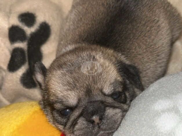 Hand reared Pugs for sale in Buckfastleigh, Devon - Image 5