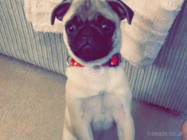 Hard sale of our pug milo for sale in Newton Abbot, Devon - Image 5