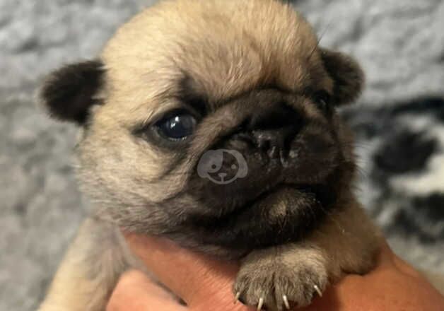 Kc fawn pug boy and girl 13 dna health tested clear for sale in Bradford, West Yorkshire - Image 4