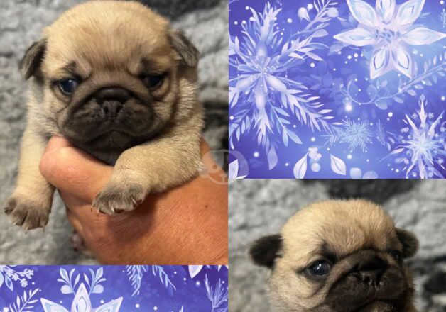 Kc fawn pug boy and girl 13 dna health tested clear for sale in Bradford, West Yorkshire