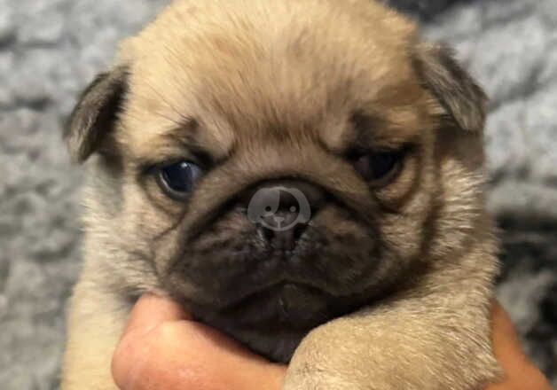 Kc fawn pug boy and girl 13 dna health tested clear for sale in Bradford, West Yorkshire - Image 3