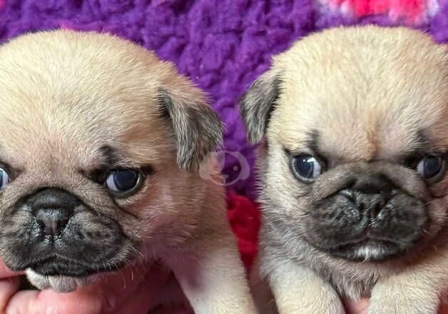 Kc fawn pug boy and girl 13 dna health tested clear for sale in Bradford, West Yorkshire