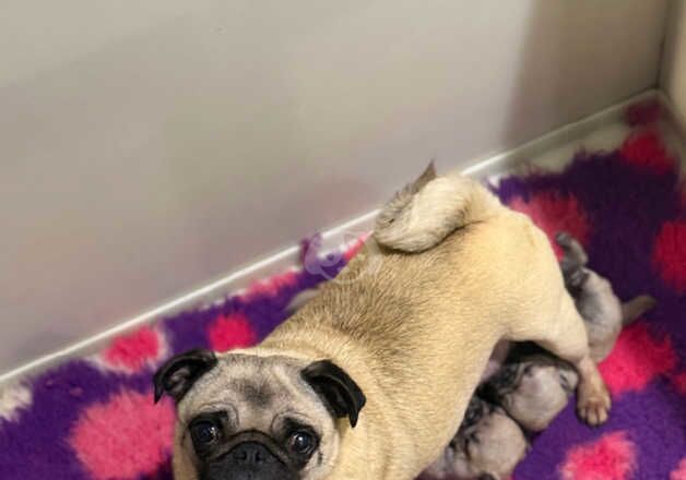 Kc fawn pug boy and girl 13 dna health tested clear for sale in Bradford, West Yorkshire - Image 2