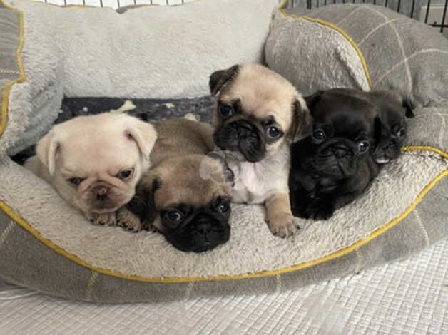 KC Fawn Pug Puppies for sale in York, North Yorkshire